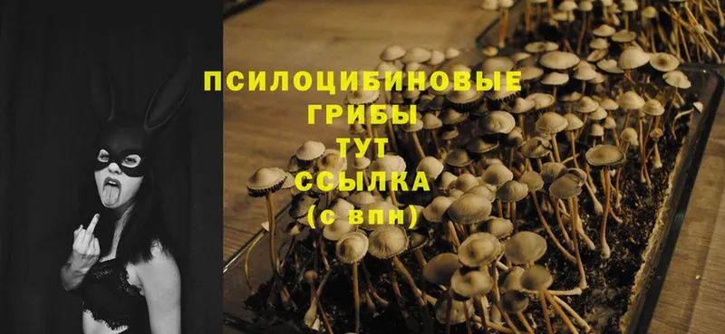 Галлюциногенные грибы Magic Shrooms  Лебедянь 